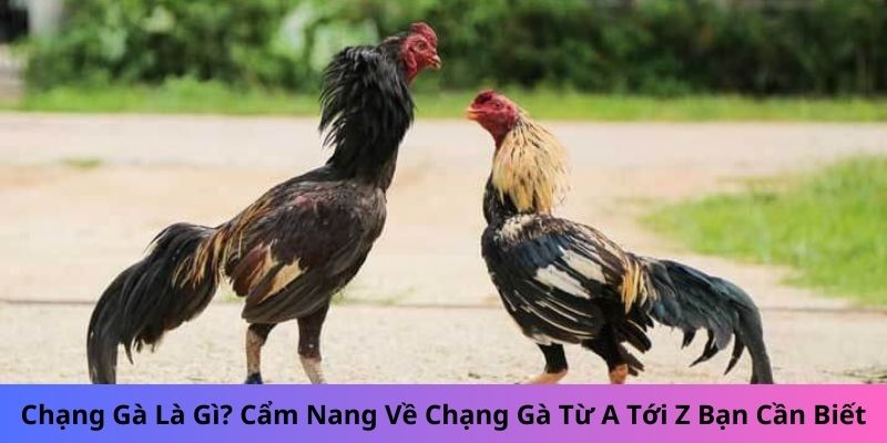 chạng gà là gì