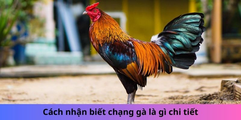 Cách nhận biết chạng gà là gì chi tiết