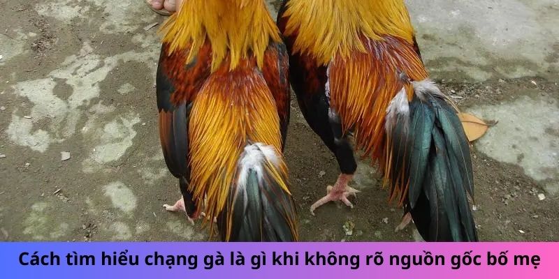 Cách tìm hiểu chạng gà là gì khi không rõ nguồn gốc bố mẹ