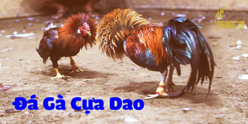 Gà cựa dao mang đến những trận đấu thú vị